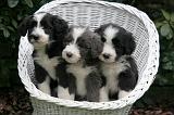 BEARDED COLLIE 461